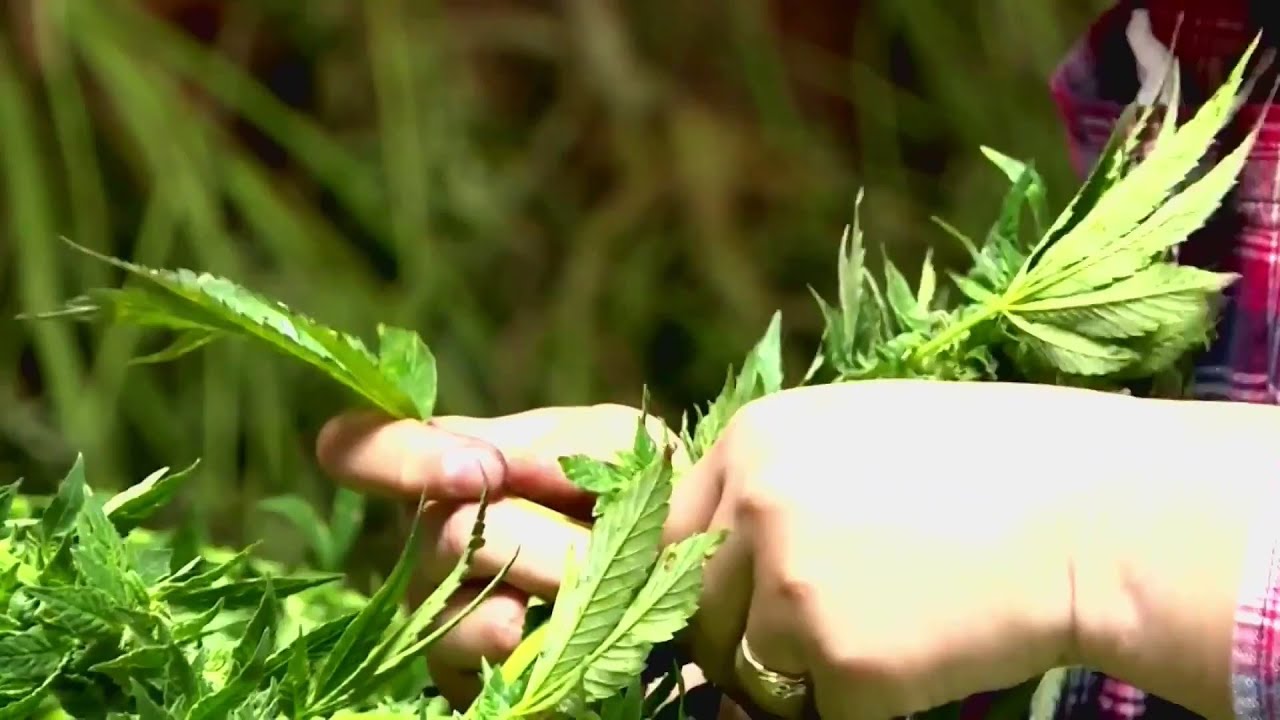 Newly legal hemp, CBD plants on display at Illinois State Fair