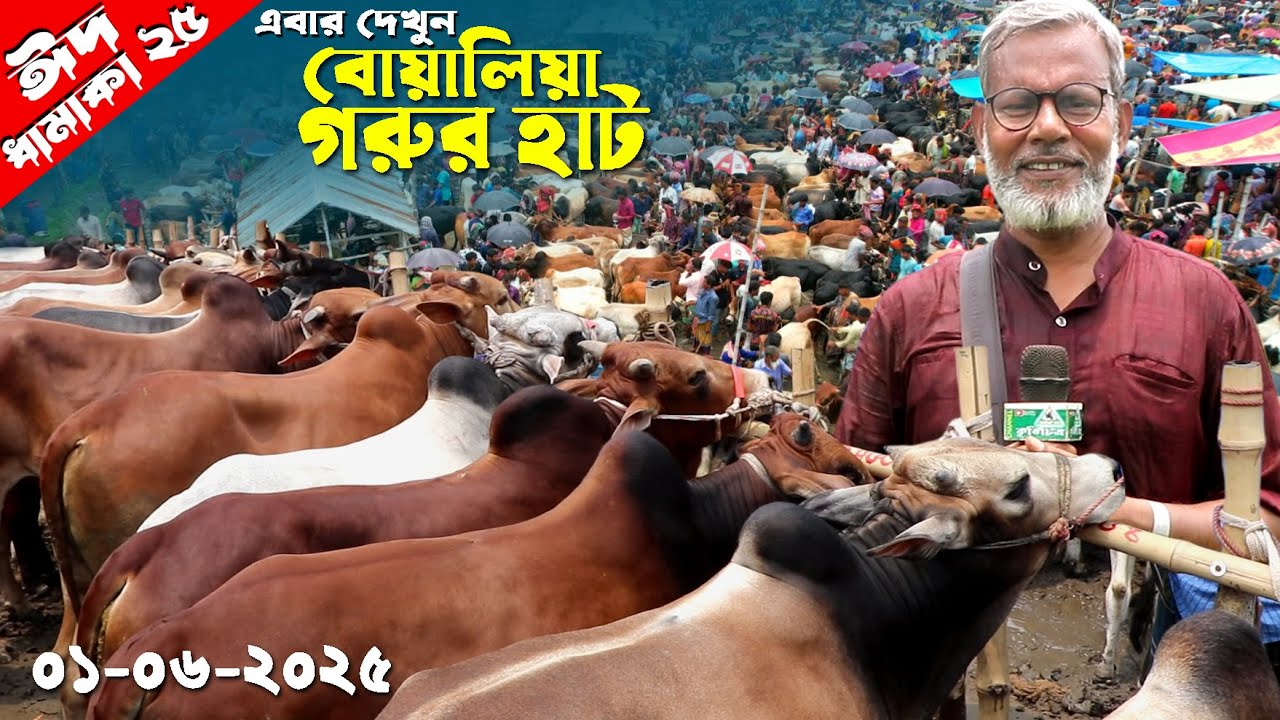 1187- জমে উঠেছে গ্রামীন গরুর হাট, সিরাজগঞ্জ।  Qurbani Cow Price 2025 Market.Chitrapuri Krishichitra