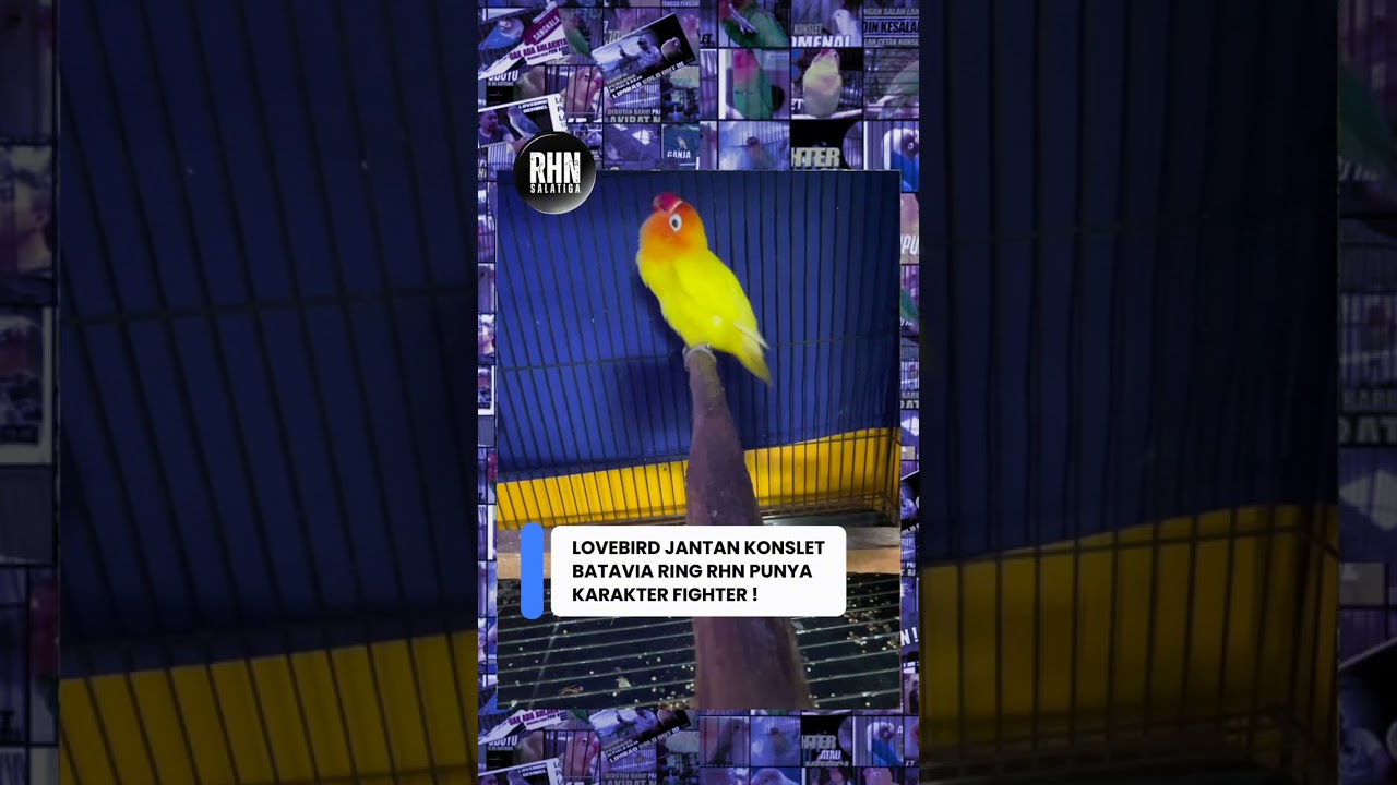 Lovebird jantan Konslet Batavia ring RHN punya sifat Fighter ? #lovebirdkonslet #lovebirdfighter