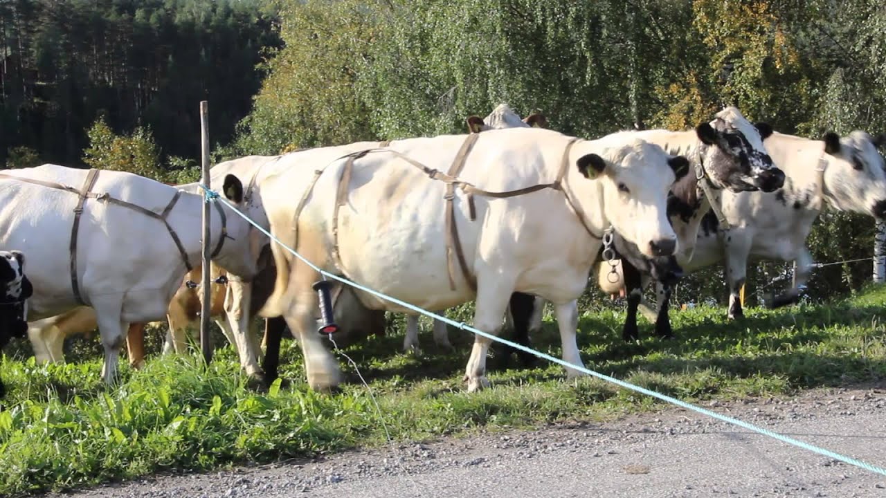 Swedish Mountain Cattle - Fjällko