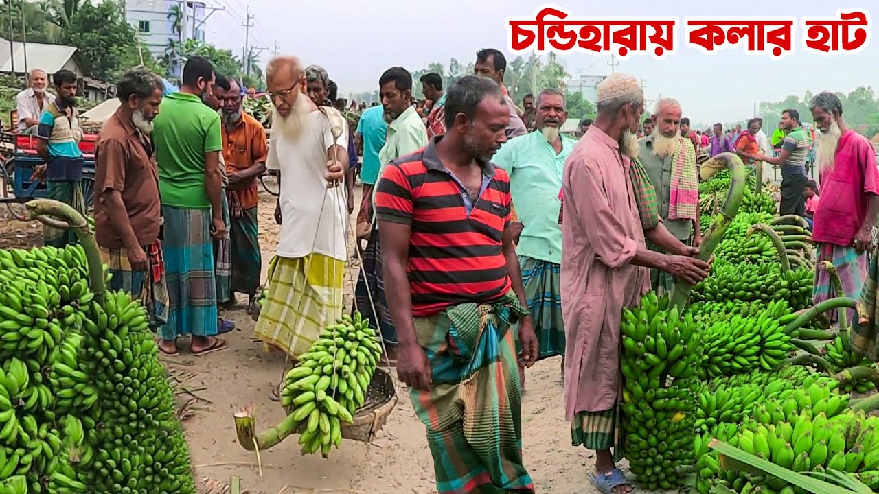 বগুড়ার চন্ডিহারায় প্রায় দুই কিলোমিটার লম্বা বিশাল কলার হাট || Bogura || Panorama Haat Bazar