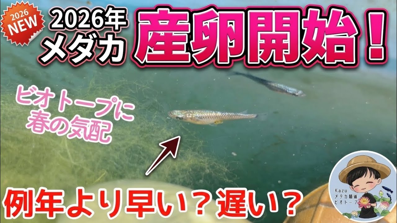 【速報】2026年メダカ産卵開始！産卵シーン撮影に成功。今週から春です！　メダカ睡蓮ビオトープ