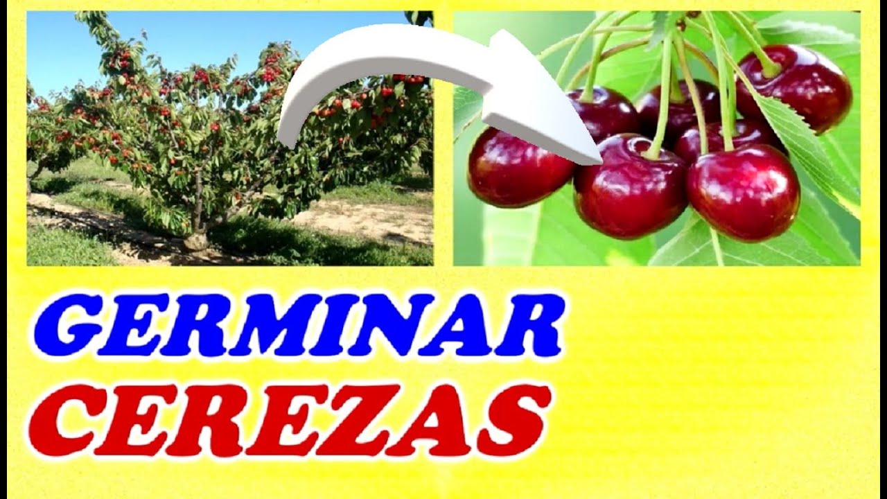 Como Germinar Cerezas // Todo Huerta y Jardín