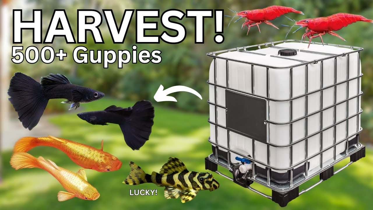 Summer Pond Teardown Surprises: SO MANY GUPPIES!