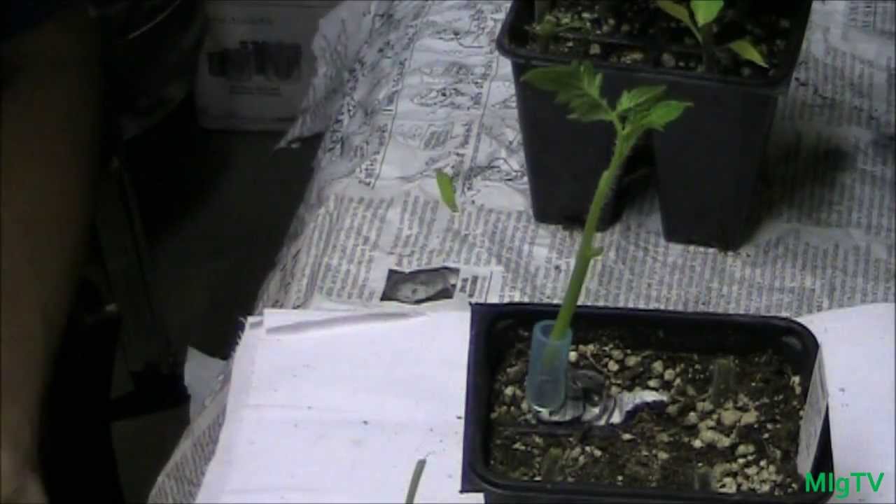 How To Graft Tomato Plants Simple!