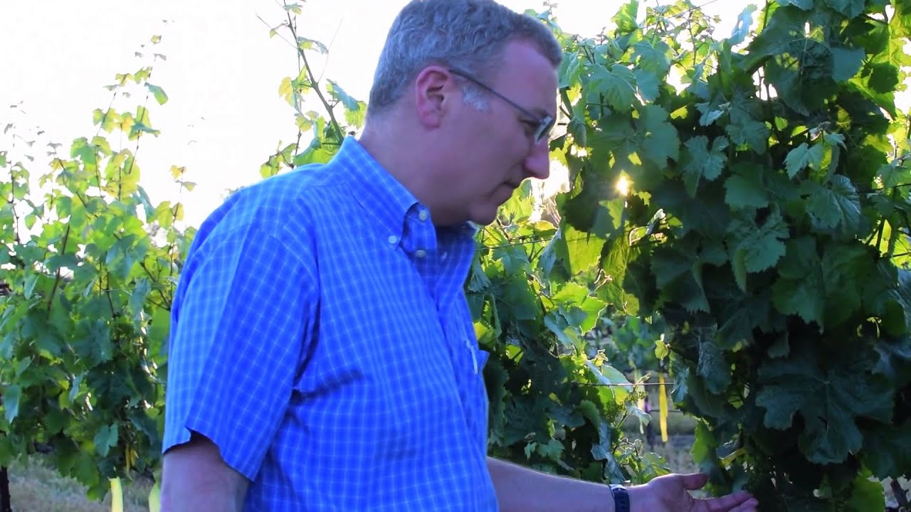 Viticulture and Enology at UC Davis