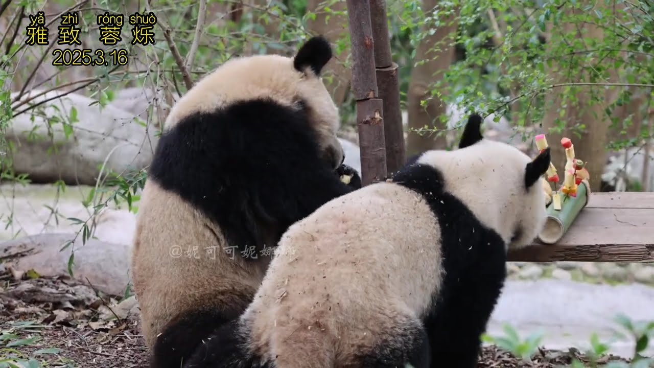 #pandacubs 2023级团子大熊猫雅致和蓉烁享用果盘。雅致，母亲雅莉，姐姐雅竹、雅韵、雅颂，以潦草搞笑的面孔闻名。蓉烁，母亲川仔，外婆北川，有着和川仔一样尖尖的牛角耳，爱找小伙伴玩耍。