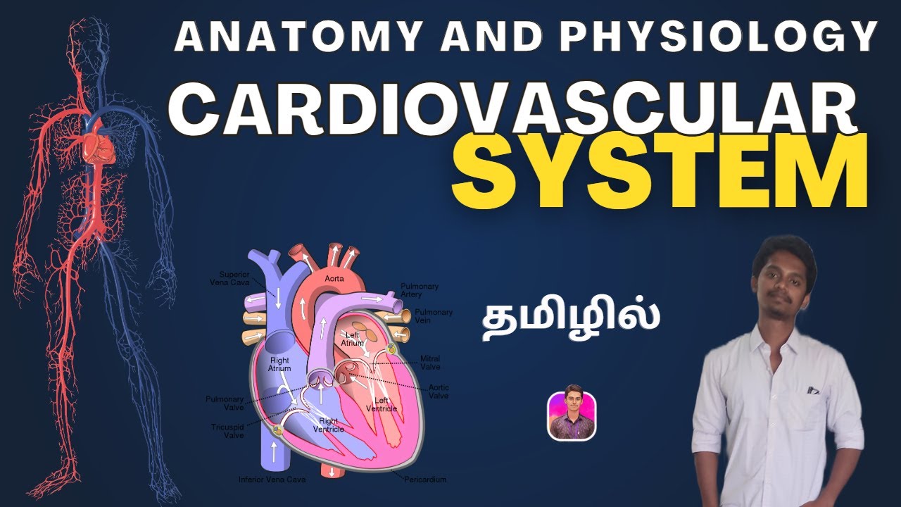 Anatomy and Physiology of Cardiovascular System | தமிழில்