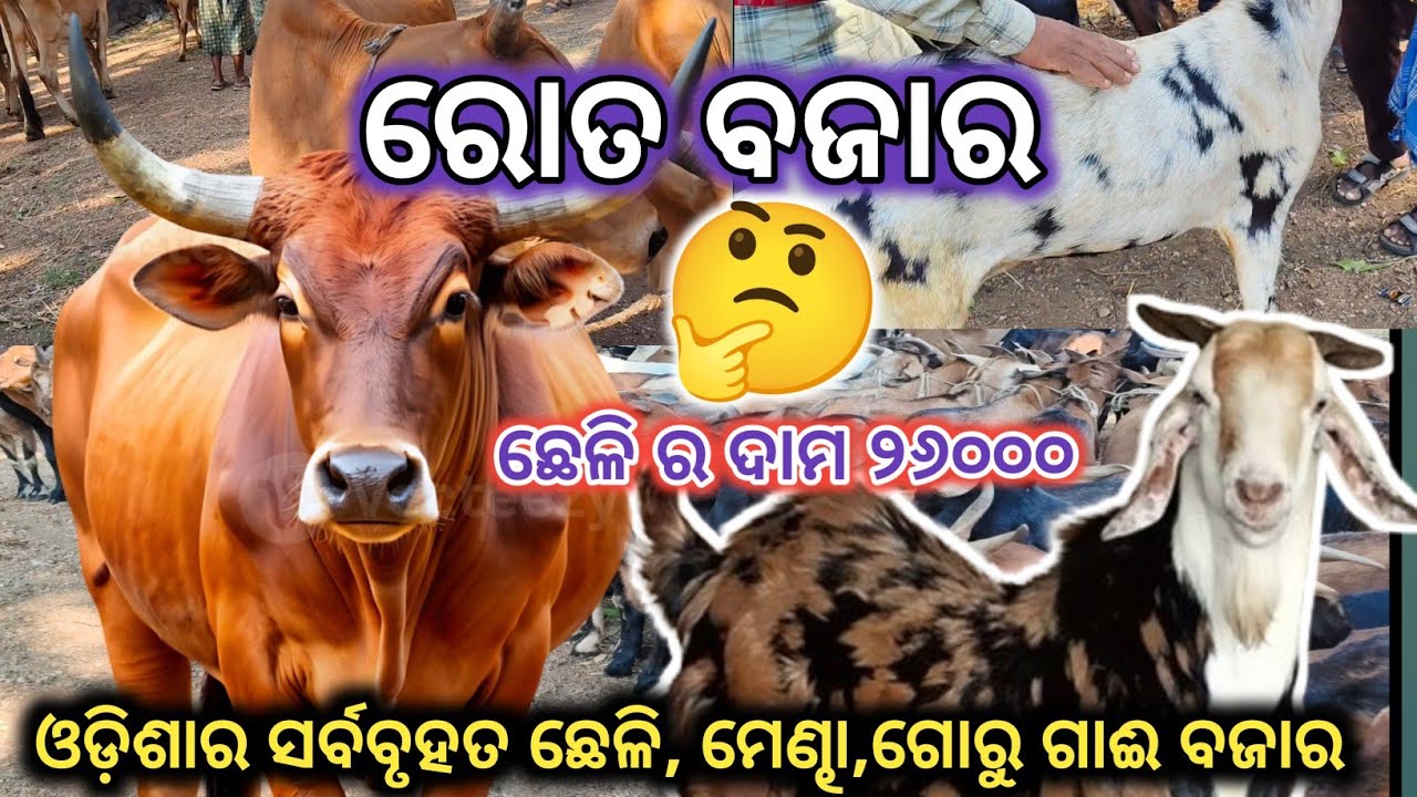Rot Bajar / Western Odisha Biggest Goat and Cow Market/ Balangir
