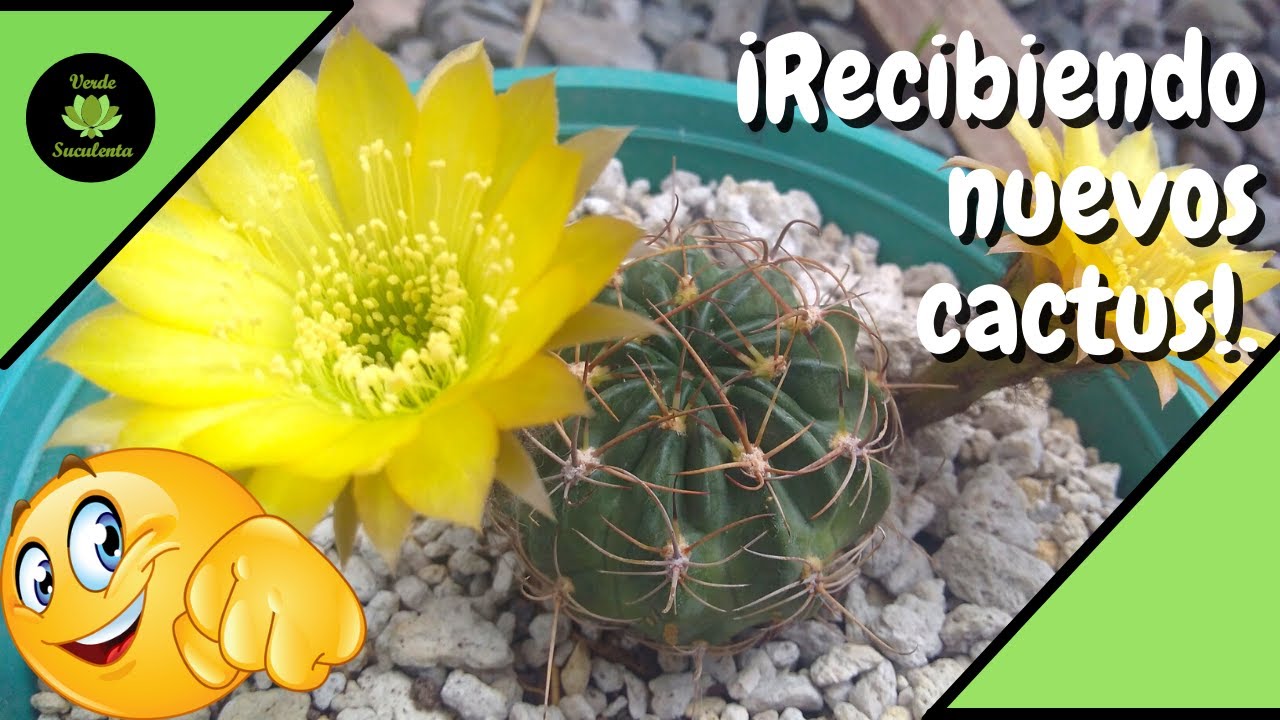 Para un jardín con flores de varios colores las Lobivias son de lo mejor.