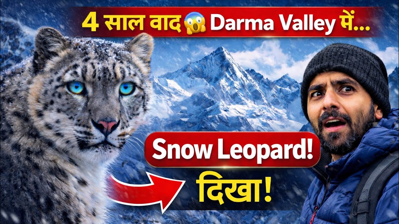 Ghost of the mountain | Rare Himalayan Wildlife in Darma Valley | Snow Leopard & Snowcock Sighting