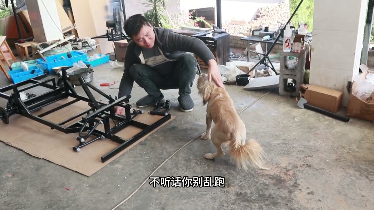前几个视频都说没有看到豆豆，这不回来了，赶紧让豆豆亮个相