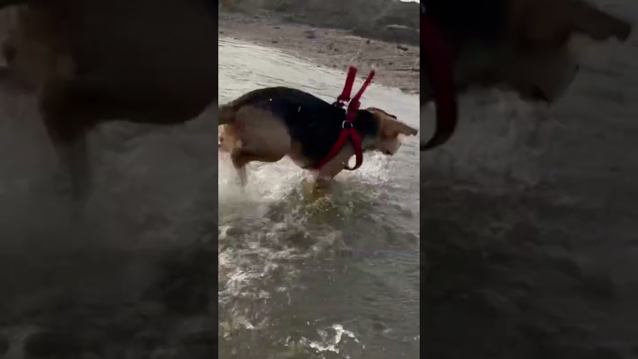 Water splash 💦 #shorts #beagle #dog #pets #water #nature