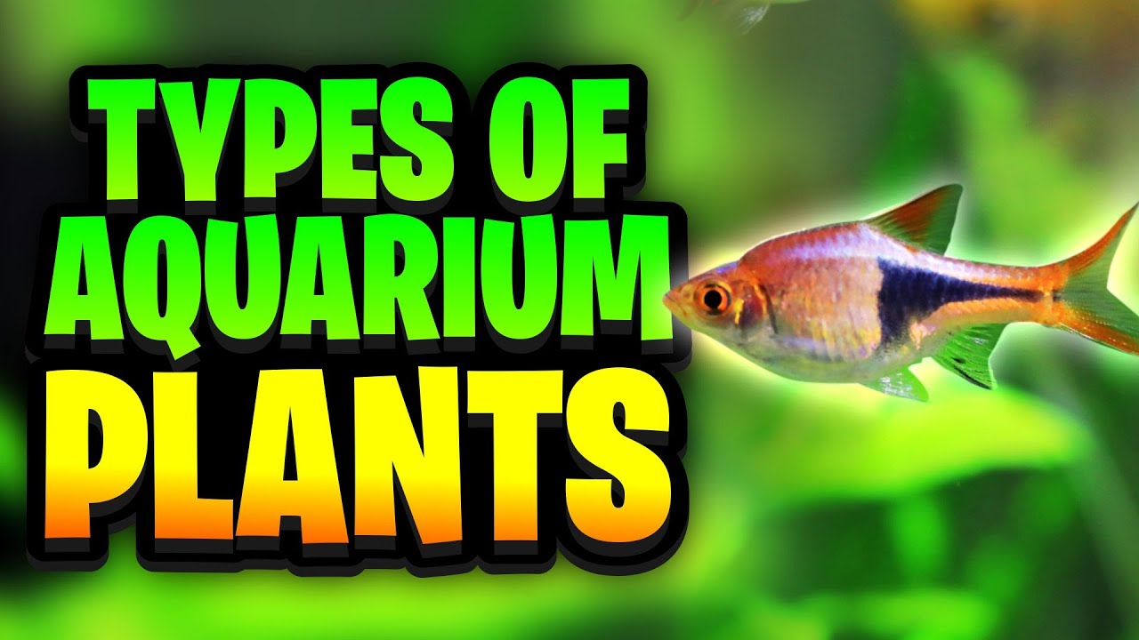 Типы аквариумных растений: все, что вам нужно знать, чтобы выбрать подходящее растение для вашего...