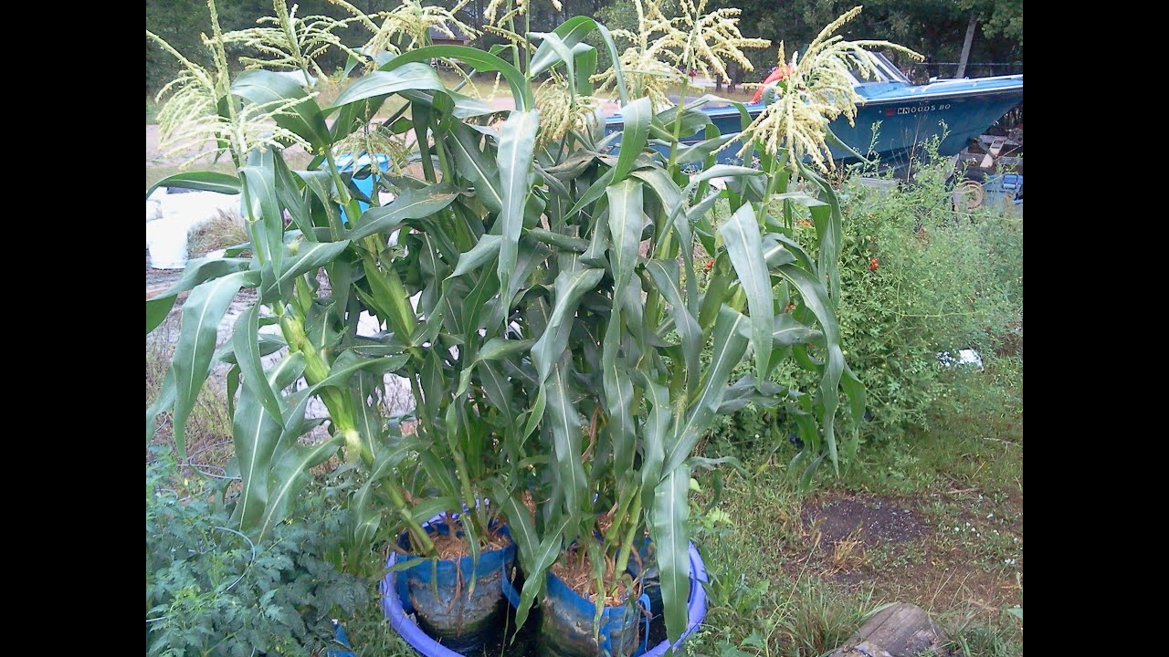 How To Raise Container Sweet Corn In Wal-Mart Shopping Bags That Will Amaze You!