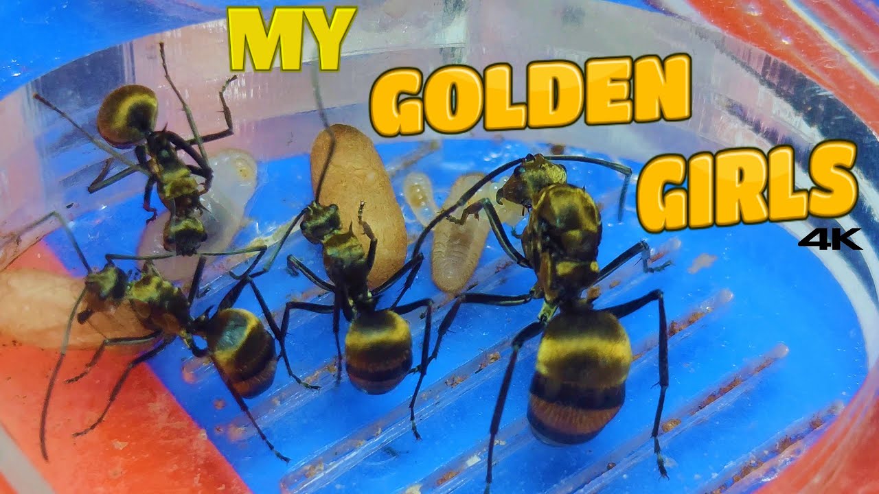 FINALLY GOLD! How long did I have to wait for a Golden Polyrhachis Colony?