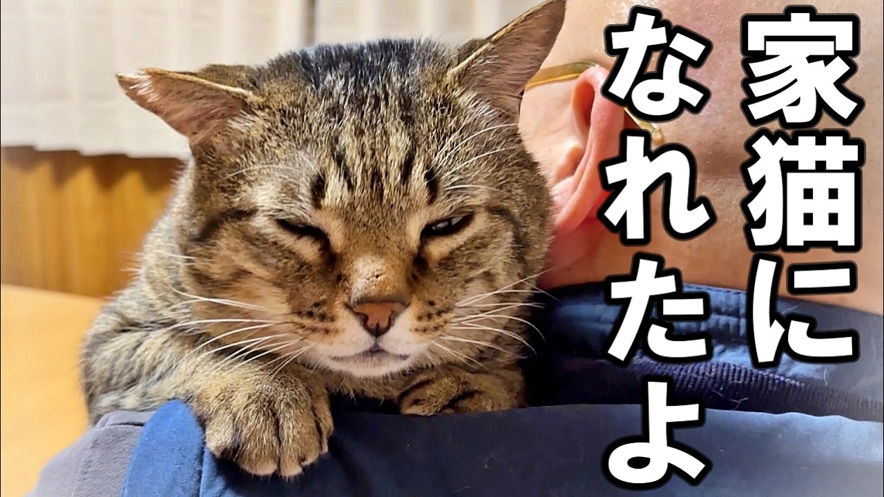 生まれてから8年ずっと野良猫だったおっさん猫の家猫生活3ヶ月の軌跡【家猫生活3ヶ月のまとめ】