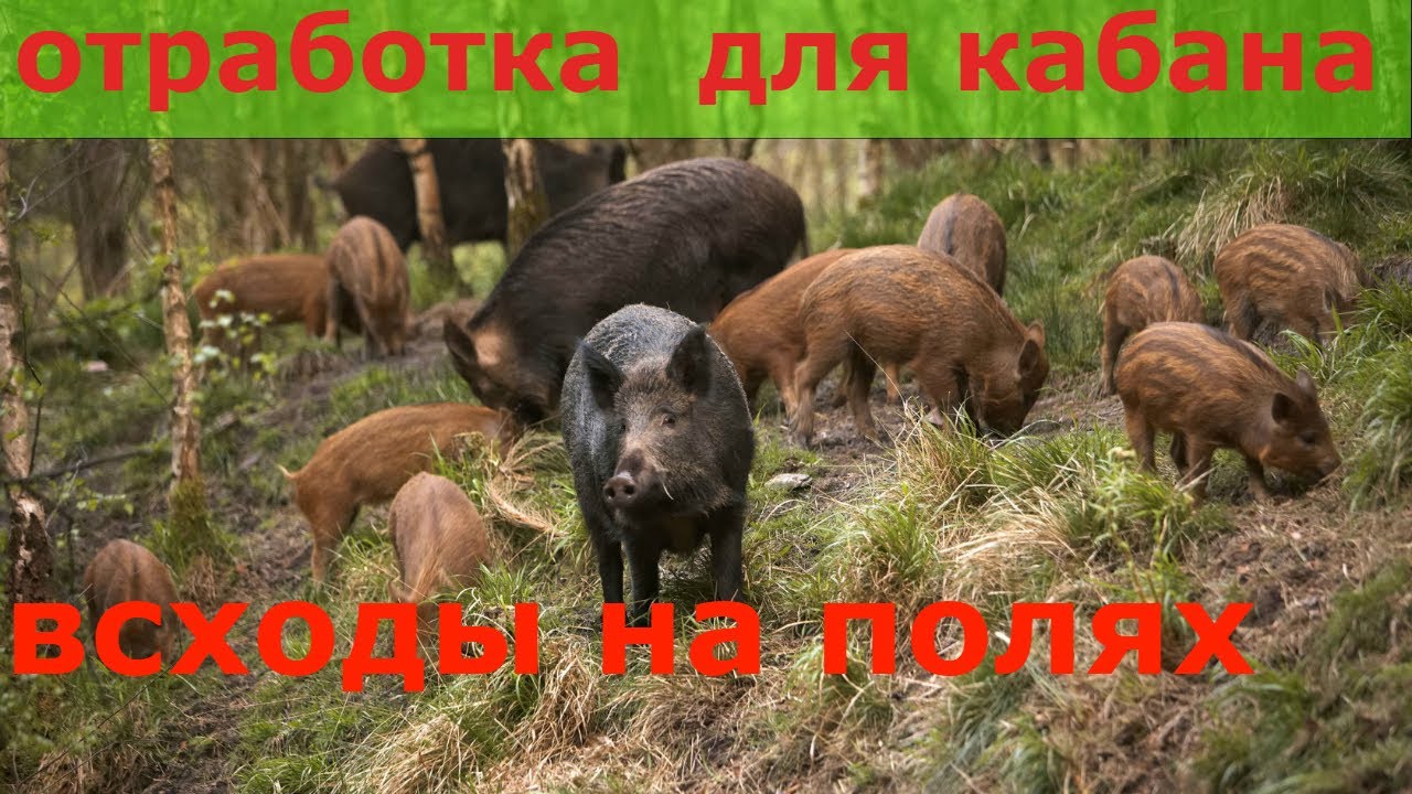 Привада для кабана 2020, всходы полей