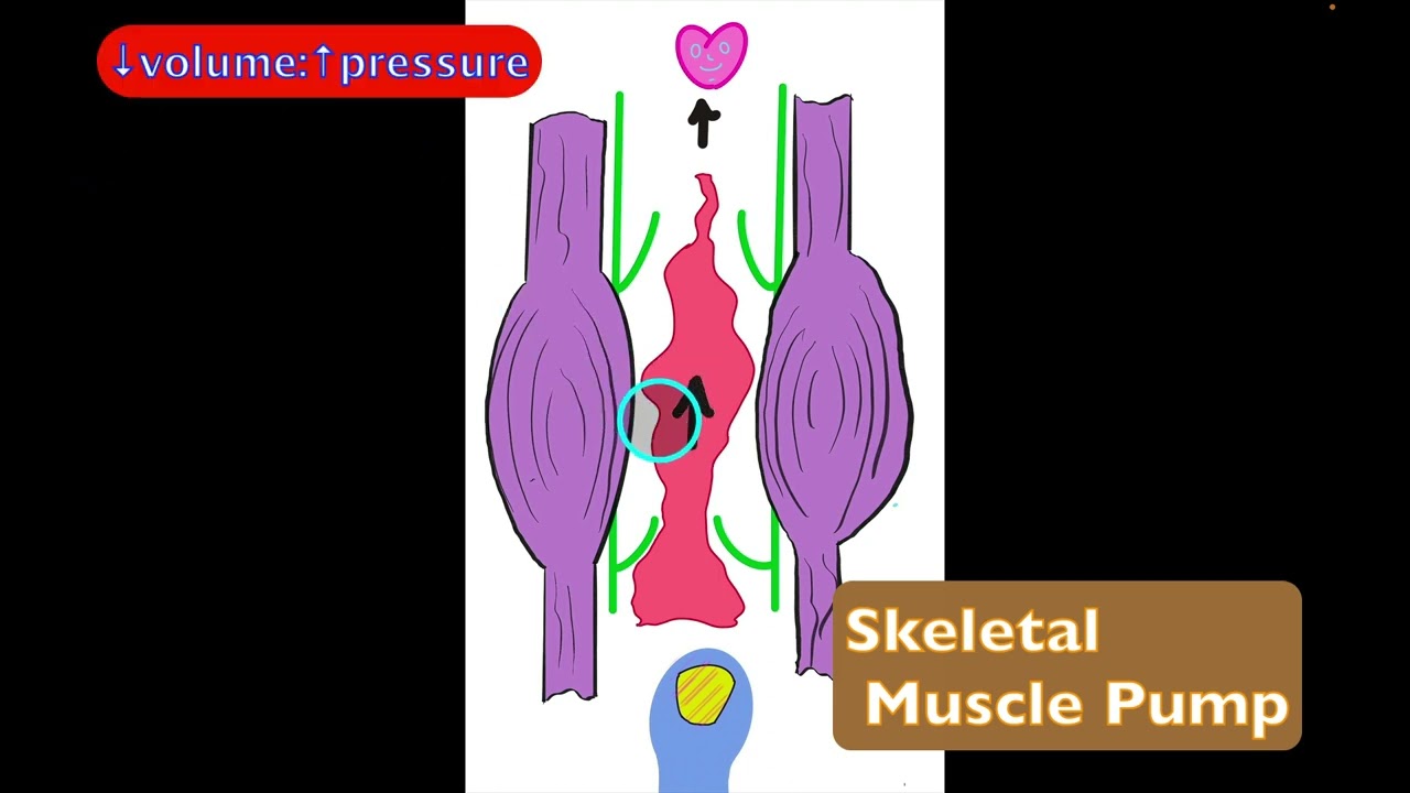 Skeletal Muscle & Respiratory Pumps