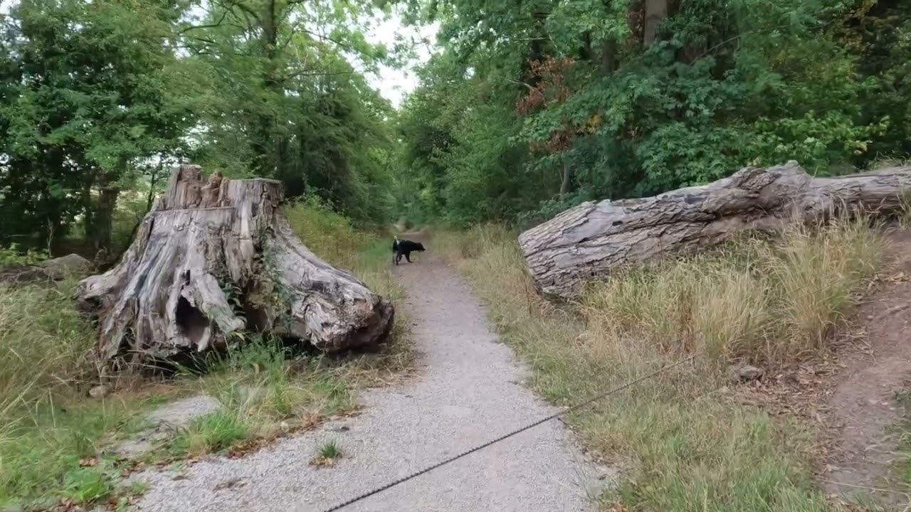 The first dog walk with my new Tramper TWS [4K]