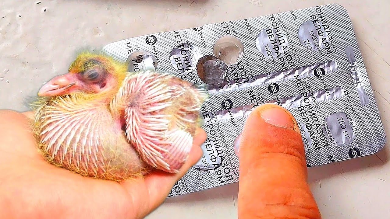 Почему Сохнут и Дохнут Голубята? Это им поможет!!! 