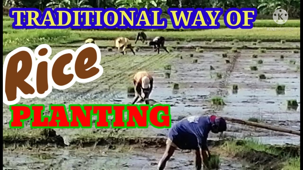 TRADITIONAL RICE PLANTING IN THE PHILIPPINES STEP BY STEP