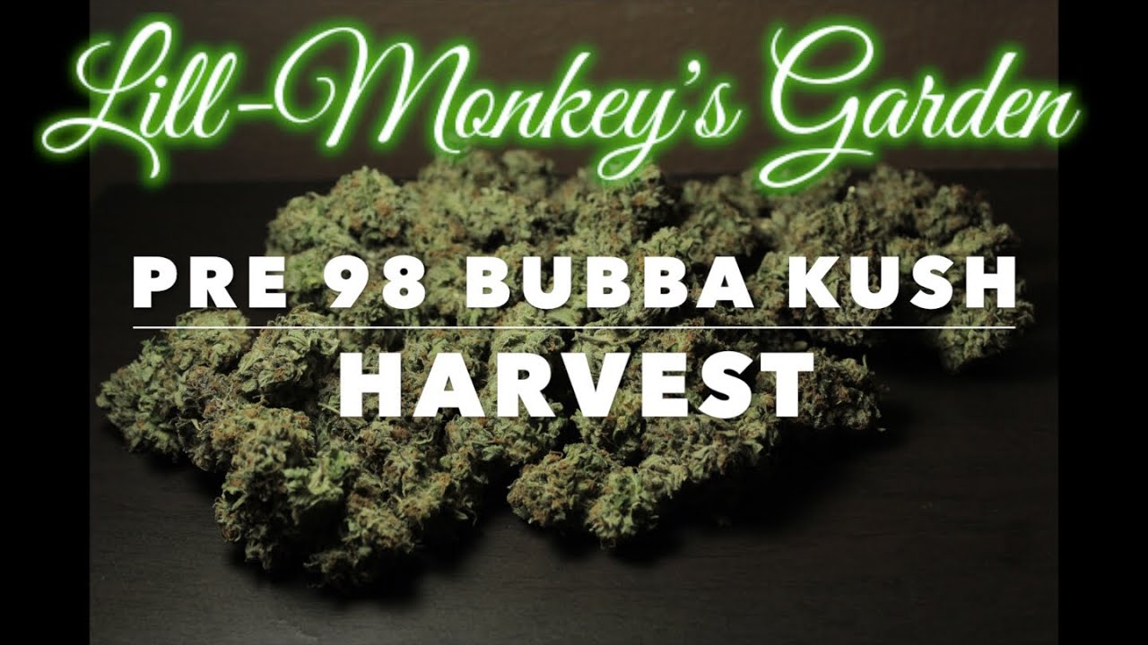 Pre 98 Bubba Kush Grow Harvest