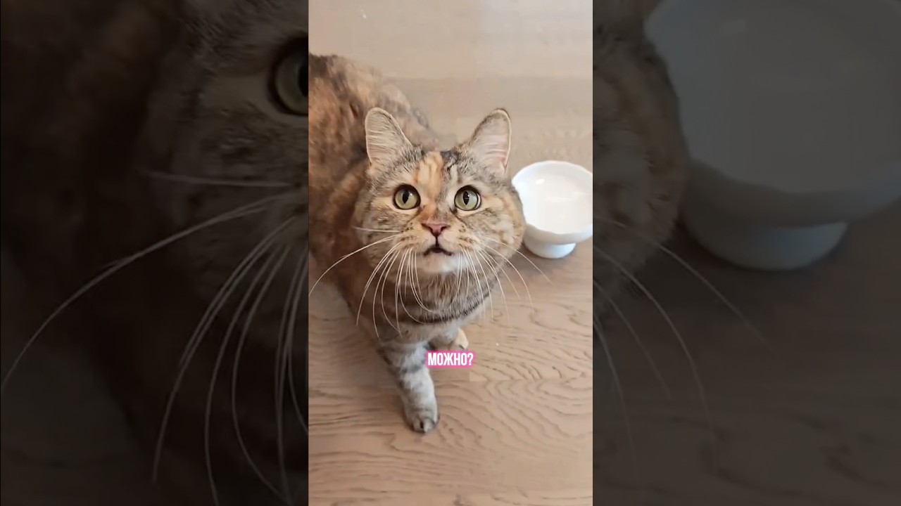 Ситуация знакомая каждому😹 Грустный кот чудит🫶 #юмор #озвучка