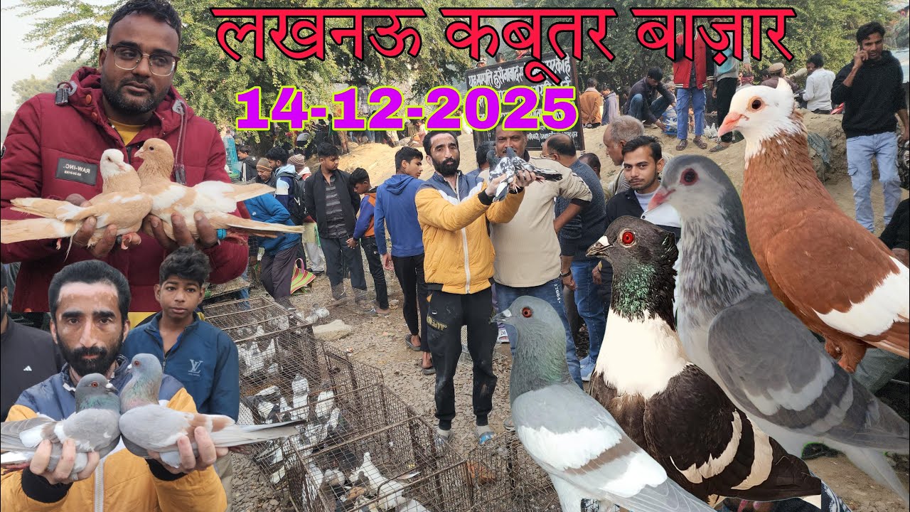 Nakkhas Lucknow kabootar market 14-12-2025. Lucknow birds market. लखनऊ कबूतर बाज़ार