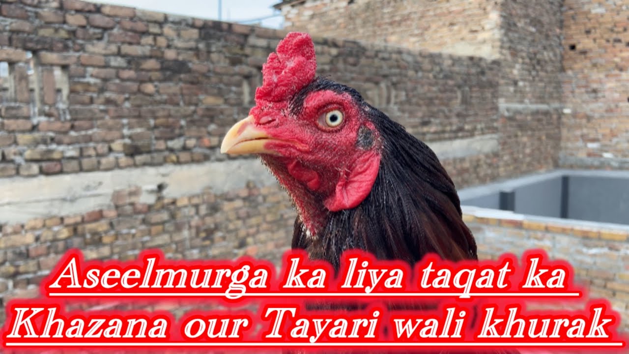 Tayari wala murga ki bathtrren khurak 100%result ka saat aseelmurga ka liya taqat ka khazana 