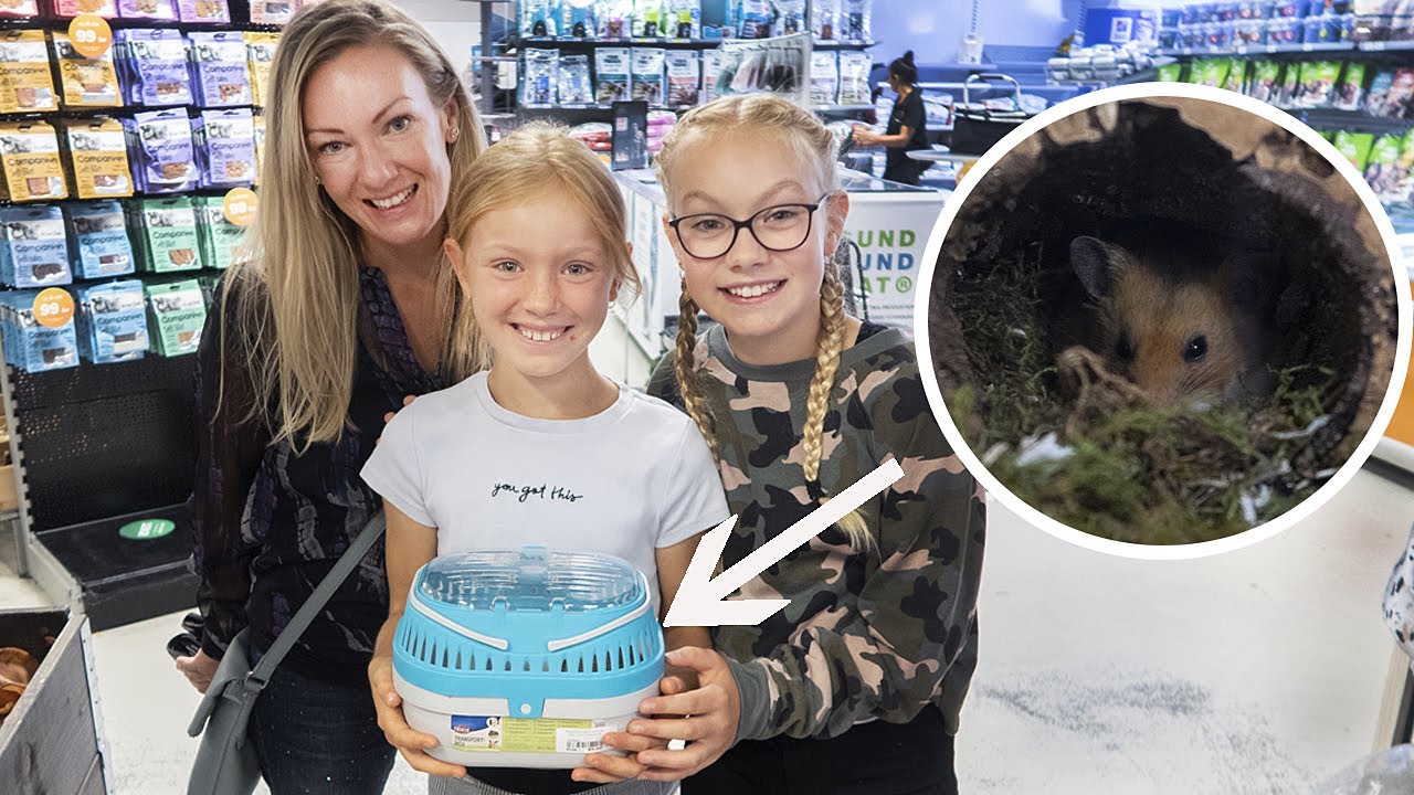 Vi köper Hamster och han heter Gizmo #hamster #guldhamster #familjenhilner