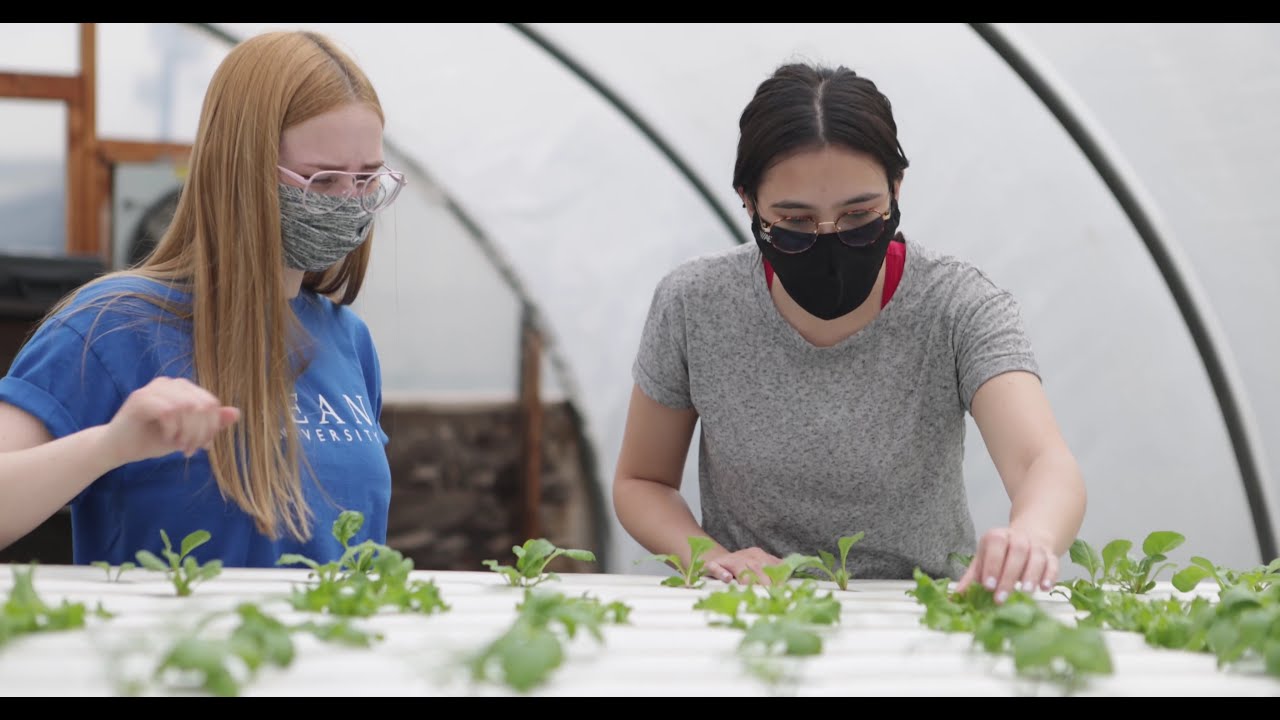 Hydroponics & Aquaponics Research - Kean University Research Days 2021