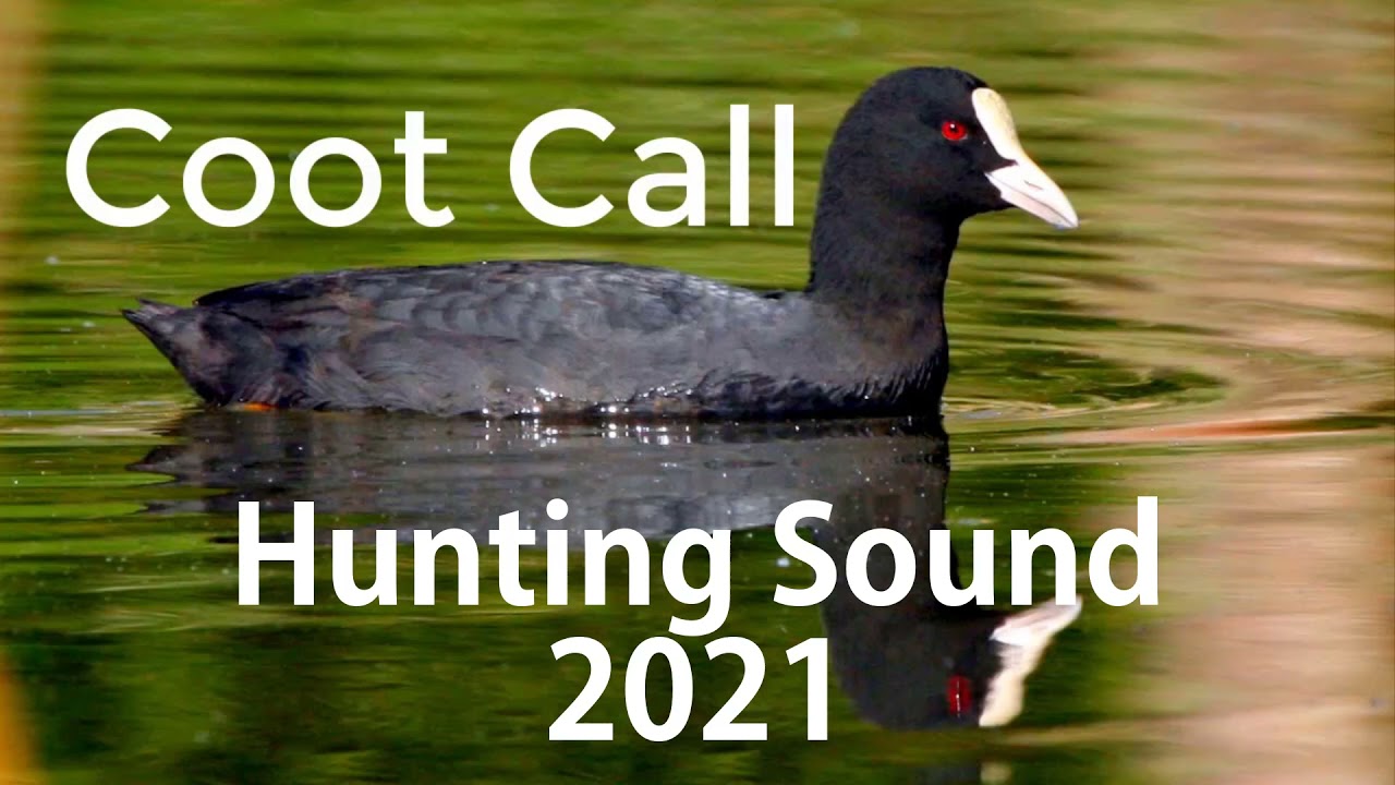 Eurasian Coot (Fulica atra) Best New hunting Call Sound 2021