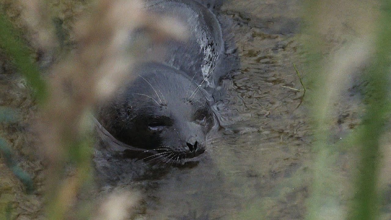 Story of Sanelma. A Saimaa seal puppy treated and released back to lake.