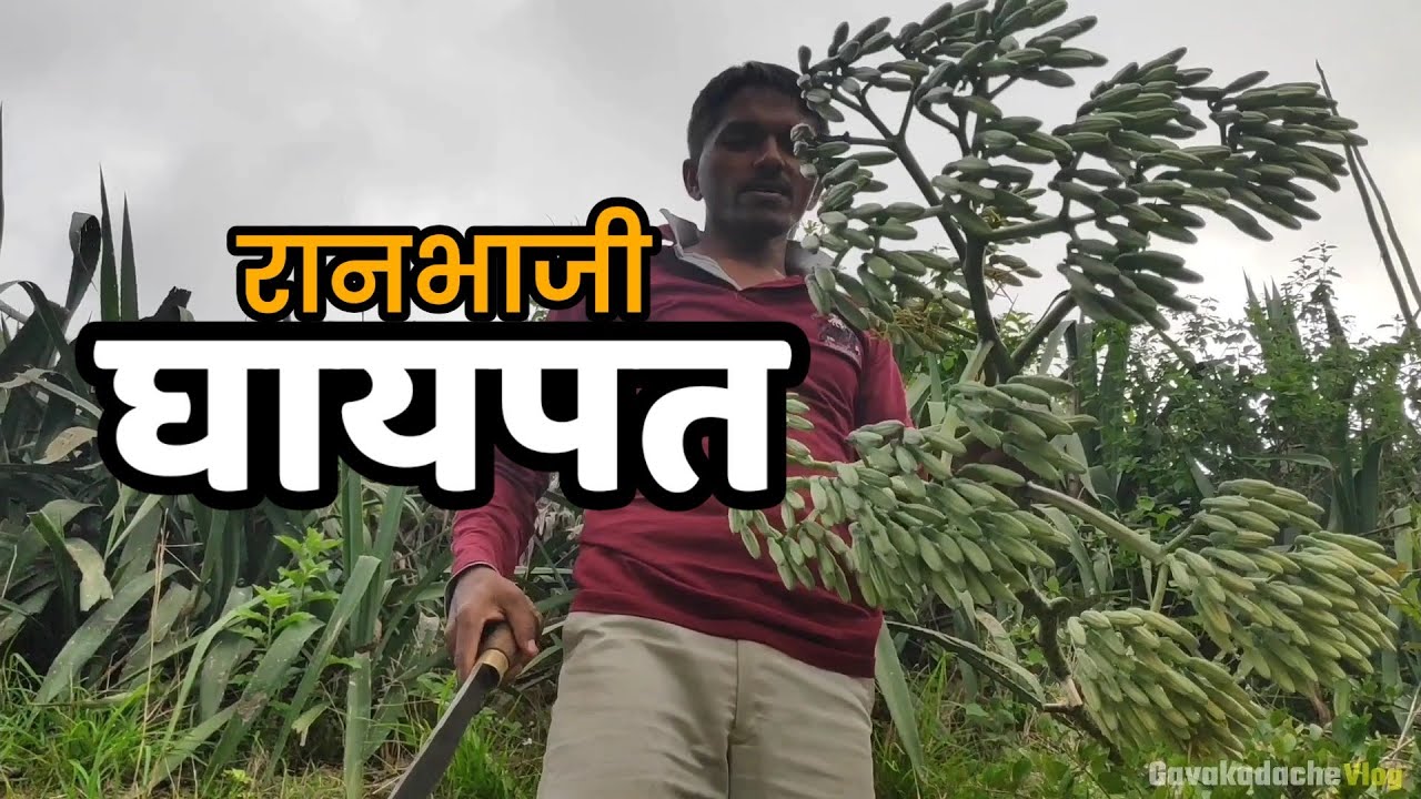 रानभाजी - घायपत | Ranbhaji | Gavakadache Vlog