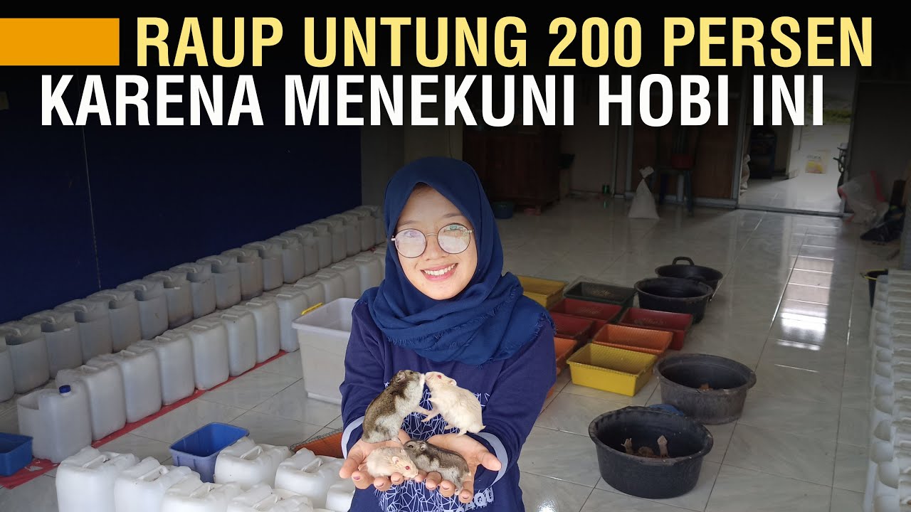 TERNAK HAMSTER. USAHA SAMPINGAN DENGAN KEUNTUNGAN 200 PERSEN