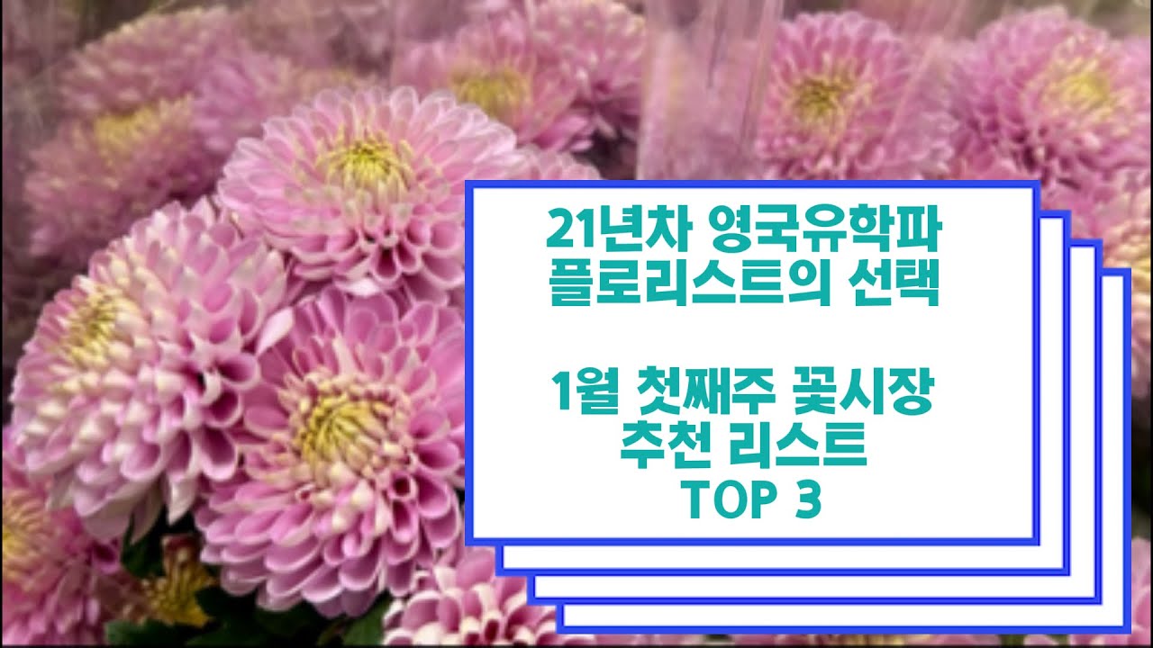 ❣️1월 첫째주 꽃시장 추천 리스트 TOP 3 ❣️