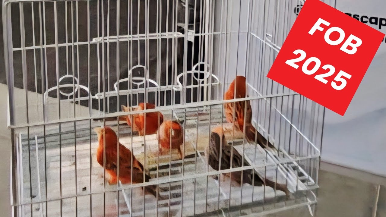 FOB 2025 | Encerrando nossa visita  muito satisfeito com aquisição das aves