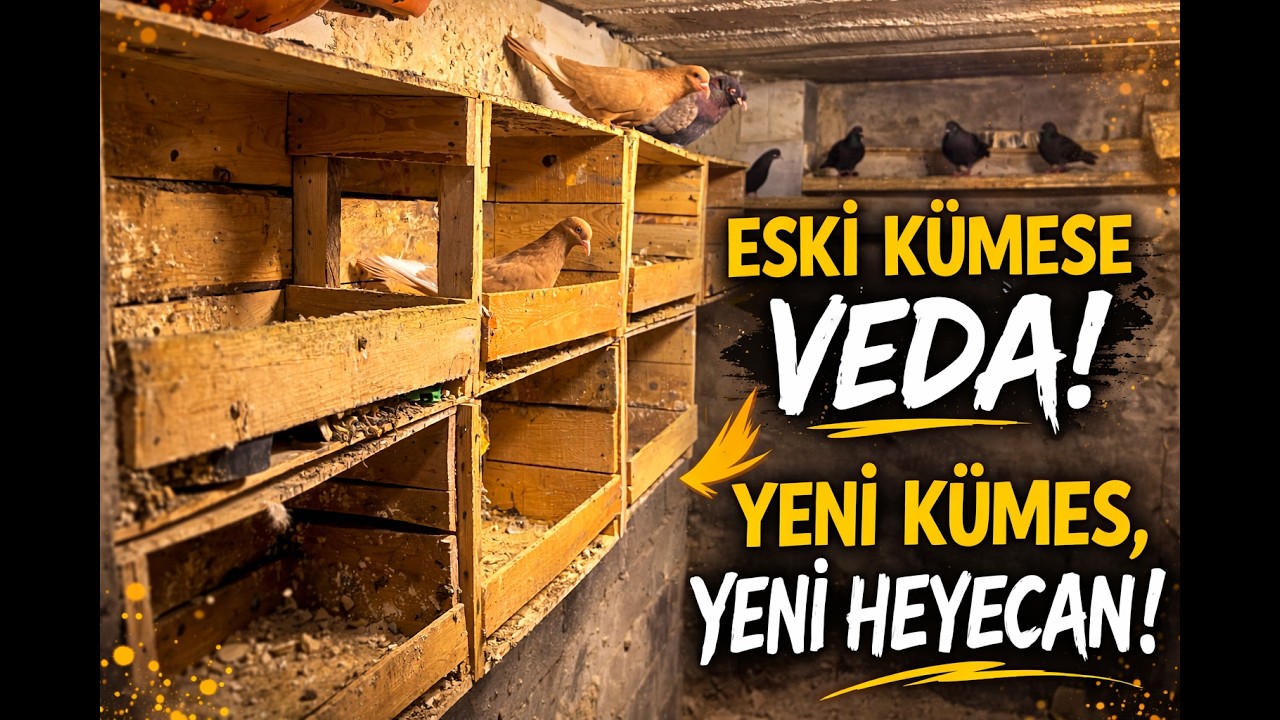 KÜMESTE NELER OLDU? TAŞINIYORUM!