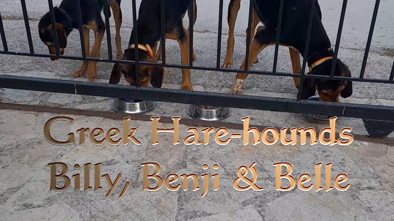 the Benji, Billy & Belle story 15-02-24