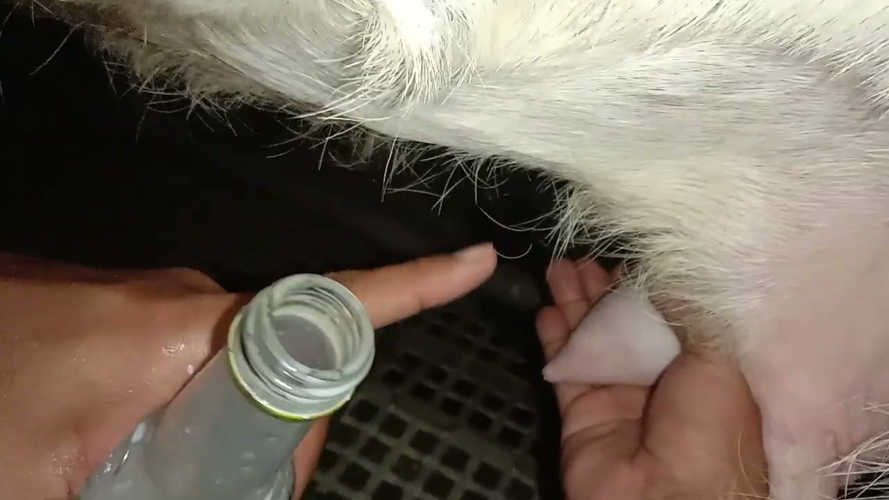 Tutorial perah susu kambing sapera dengan baik dan benar #kambing #kambingetawa