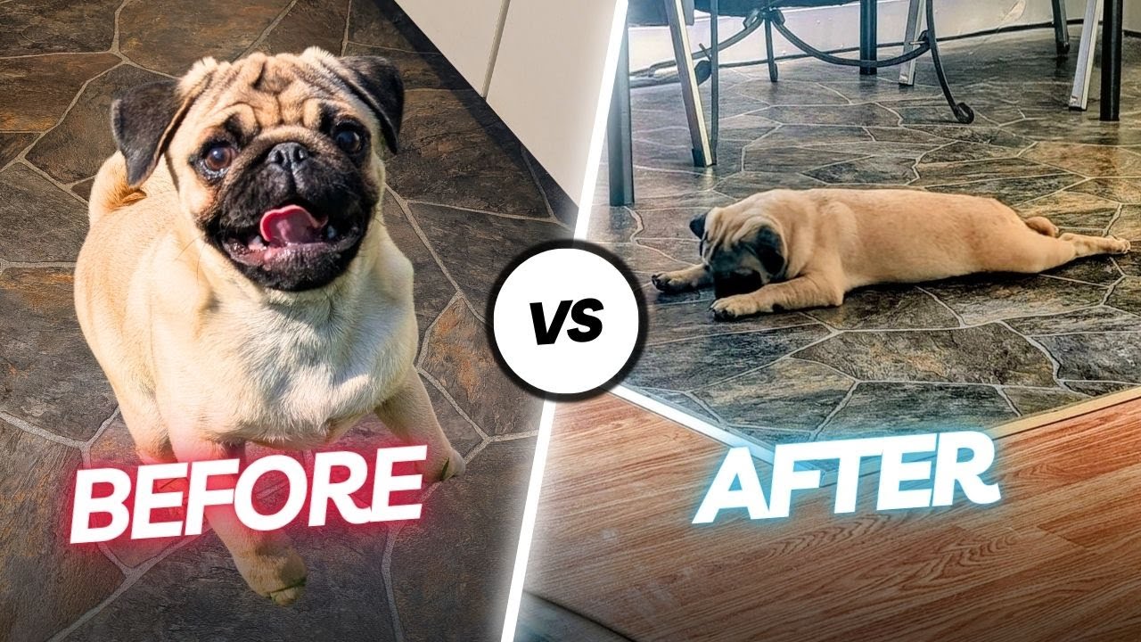 From Zoomies to Zzz's — My Dog's Walk Cycle