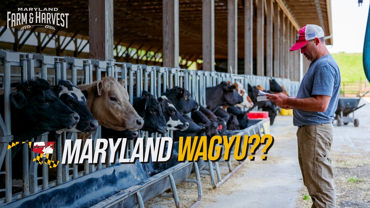 Inside a Maryland Farm Raising Wagyu Beef | MD F&H