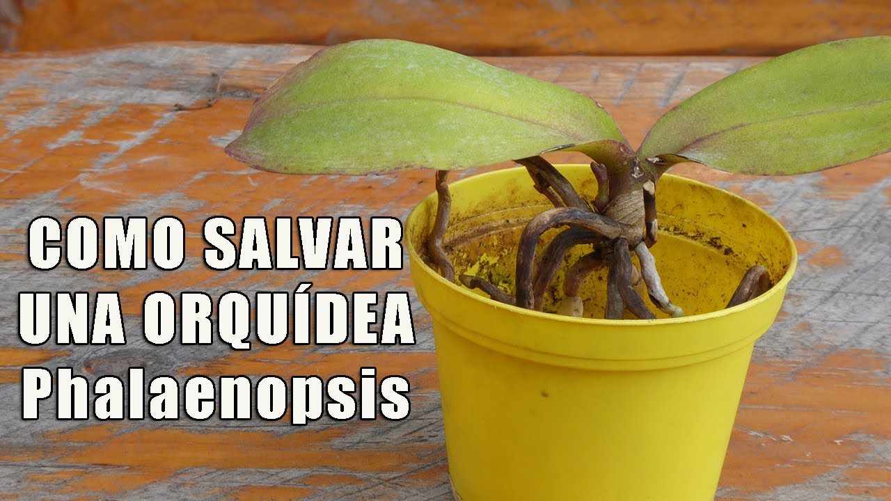 Como Salvar una Orquidea Phalaenopsis || Orquiplanet