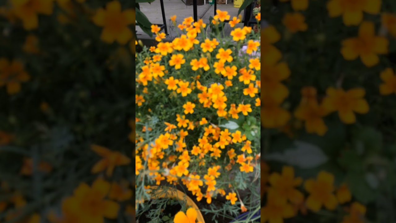 Mini Marigold in Blooming from Codymama&rsquo;s Garden