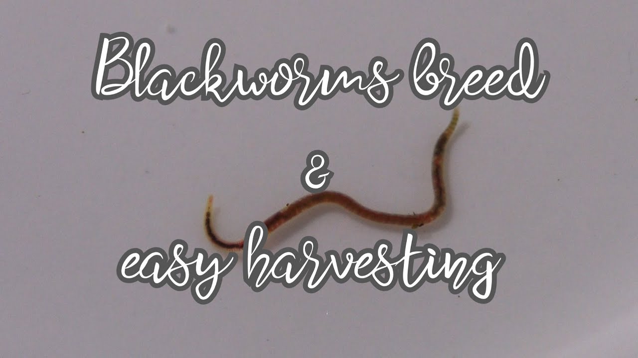 Blackworm Culture Setup   how I breed (and easy harvest)