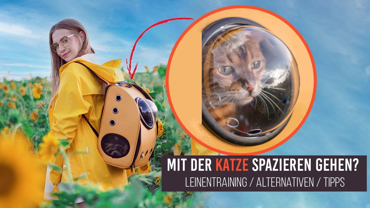 Spazieren gehen mit der Katze / Leinentraining, GPS-Tracker, Hundebuggy und Co / Amely Rose