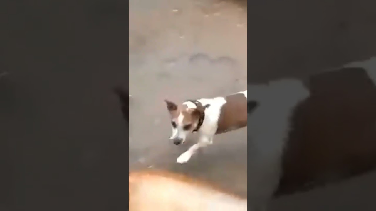 2 liter bottle explode by high pressure 😂#meme #funny #fyp #dog