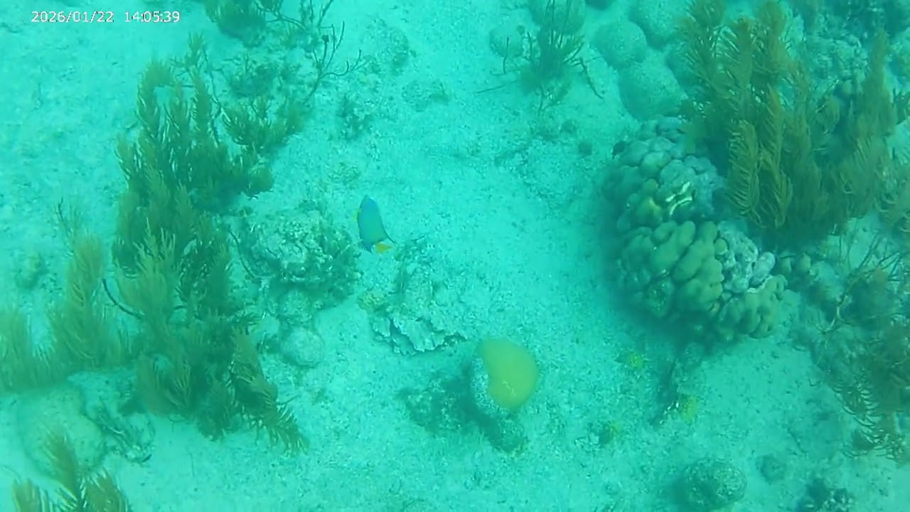 Queen Angelfish, Black Durgon, Baby Squid