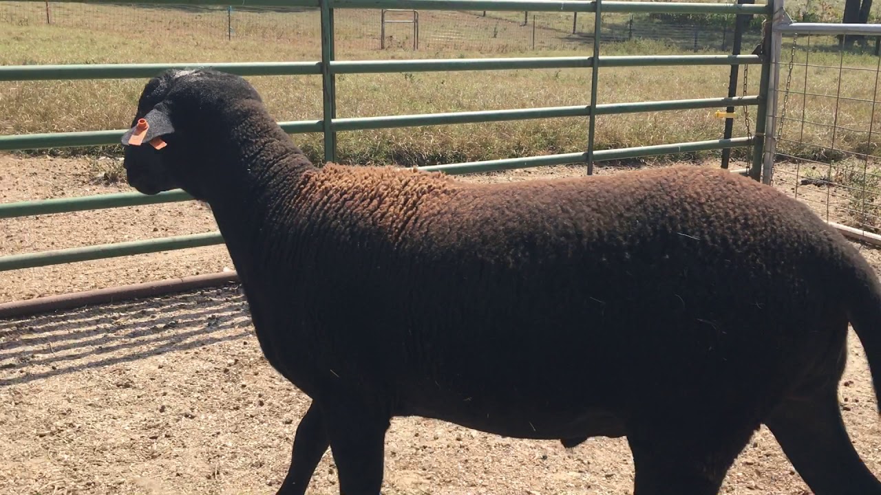 DRW501 - Katahdin ram for sale - filmed 9-27-2019